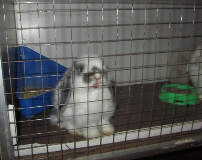 Keeping a decorative fold rabbit in a cage