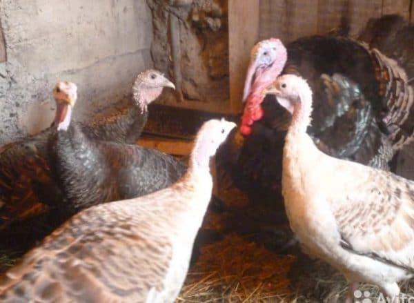 You can keep turkeys in a regular barn
