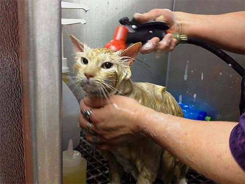 Conform instrucțiunilor pentru majoritatea spray-urilor pentru purici, la ceva timp după tratament, animalul ar trebui să fie scăldat