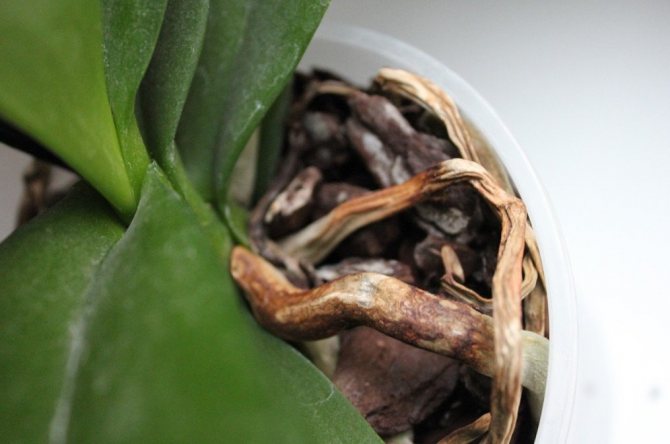 Orchid roots dry