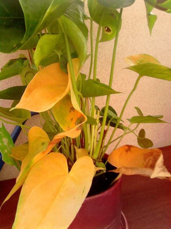 Anthurium listy suché