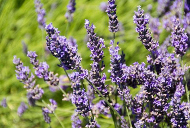 Lavendelschutz im Winter im Freien - ein praktischer Leitfaden für Gärtneranfänger