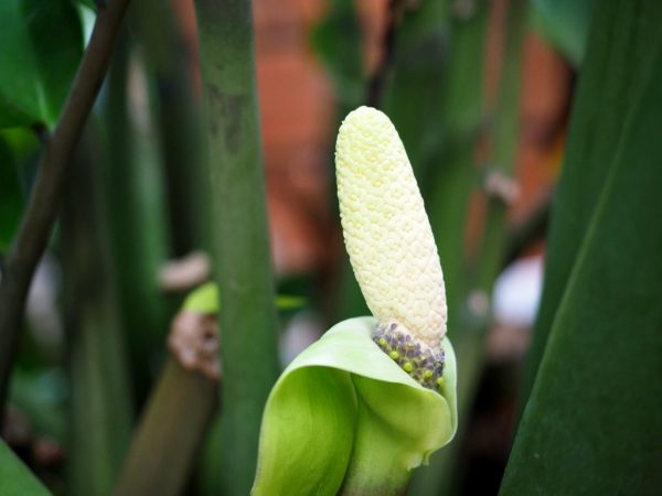 Getah tanaman boleh menyebabkan kemudaratan yang tidak dapat diperbaiki pada badan