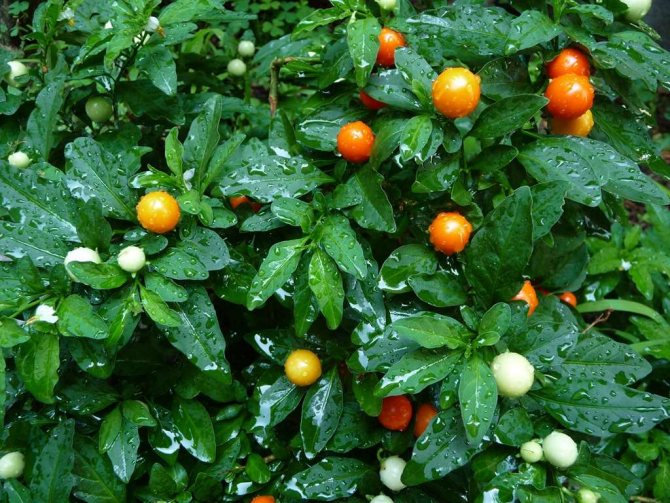 Solanum nach dem Besprühen mit Wasser
