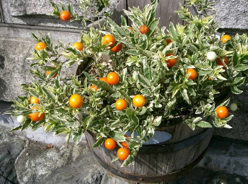 Solanum التوت صالح للأكل