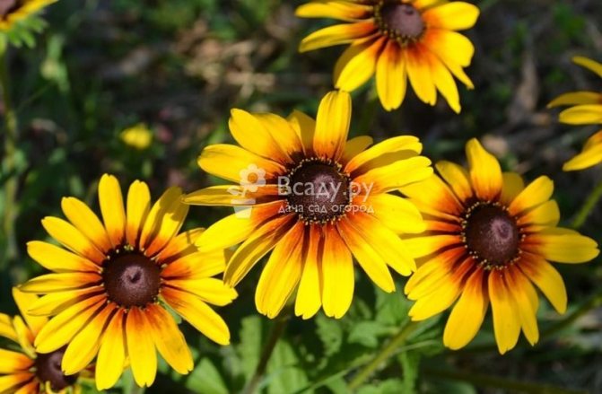 The sun flower, or rudbeckia, will draw attention to architectural buildings