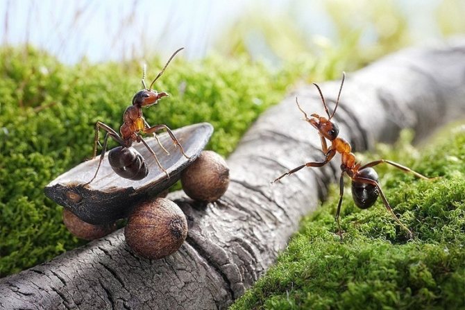 Мечта за мравки: за мъже и жени