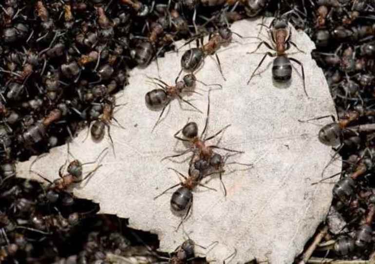 Un vis despre furnici: o carte de vis