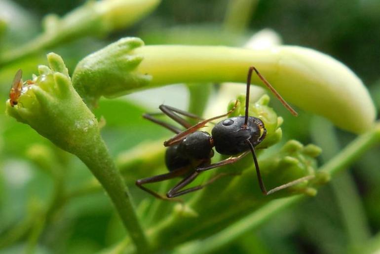 حلم النمل: تفسير