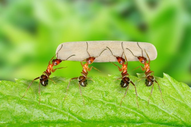 Мечта за мравки