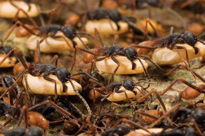 Interpretarea viselor - de ce visează că furnicile mușcă, mușcă picioarele?