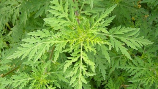 Ambrosia weed: larawan at paglalarawan, ano ang panganib ng mga hakbang sa pagkontrol