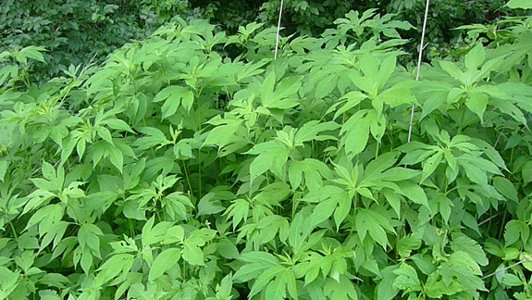 Ambrosia weed: photo and description, what is the danger of control measures