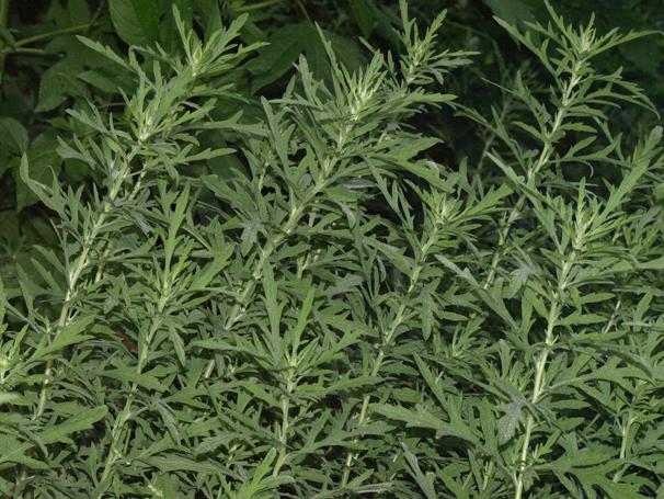 Ambrosia weed: larawan at paglalarawan, ano ang panganib ng mga hakbang sa pagkontrol