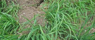 Трева от пшенична трева и как да се справим с нея