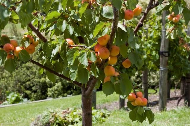 apricot variety