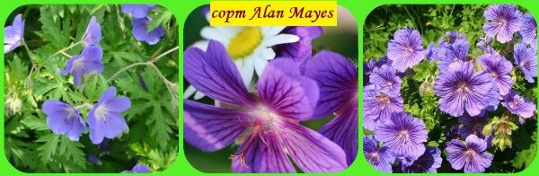 Kultivar Alan Mayes