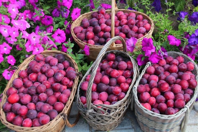Odrůda švestek Kuban cherry