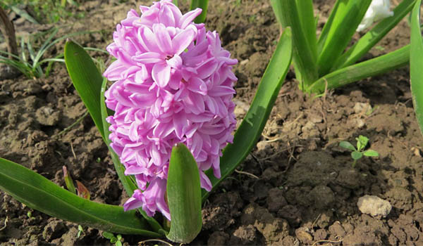 odrůda ametystový hyacint