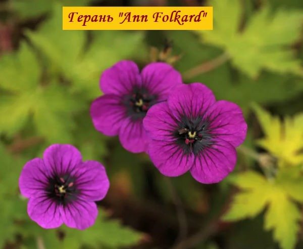 Cultivul Ann Folkard