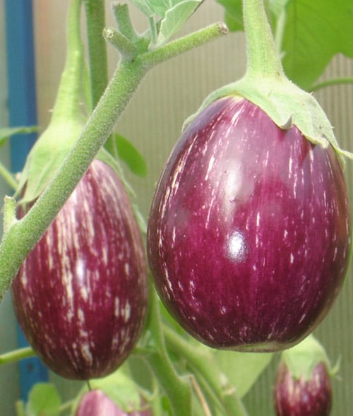 eggplant variety Matrosik