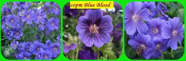 Blue_Blood sort