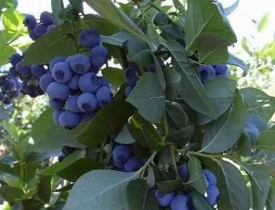 Odrůda Bluecrop
