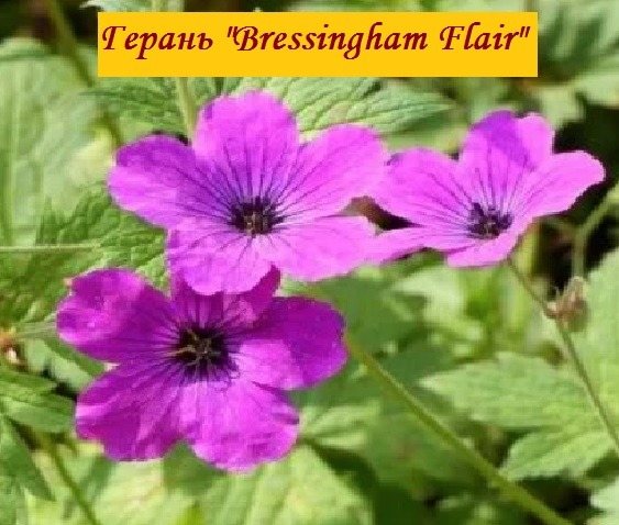 Kultivar Bressingham Flair