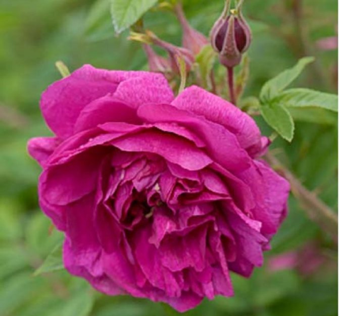 The "Queen of the North" variety was bred by the famous gardener E. Regel in 1879.