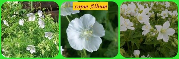 Geranium variety Album