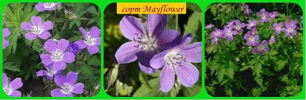 geranium variety Mayflower