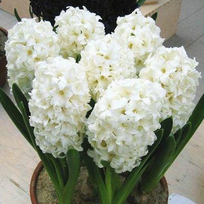Larawan ng hyacinth variety ng Snow Crystal