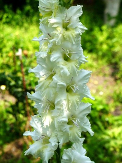 Gladiolus odrůda Bříza bílá