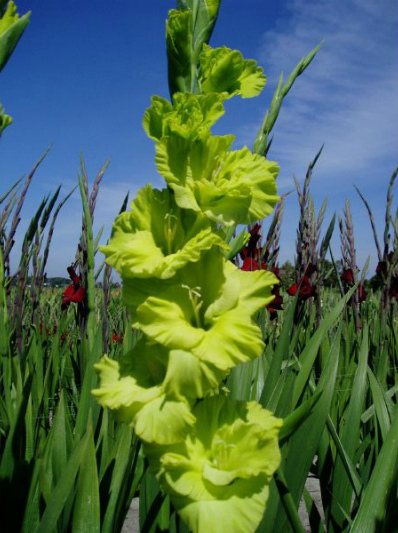 Gladiolus odrůda Green Star