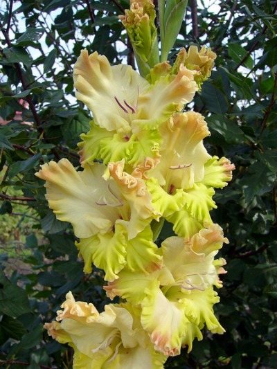 Gladiolus variety Krasava
