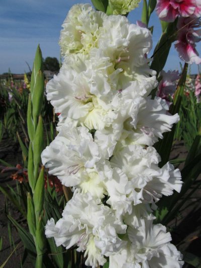 Gladiolus variety Moscow Belokamennaya