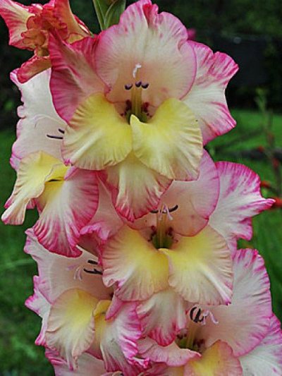 Priscilla gladiolus variety