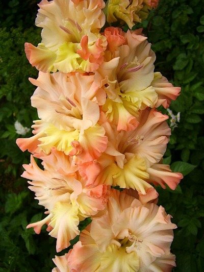 Gladiolus variety Grand Duchess Elizabeth