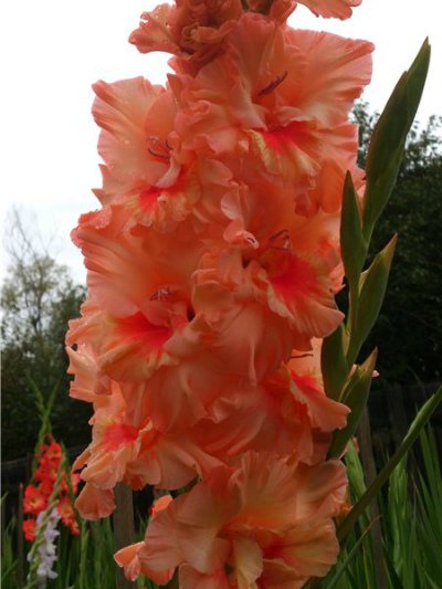 Gladiolus odrůda Amber Baltic