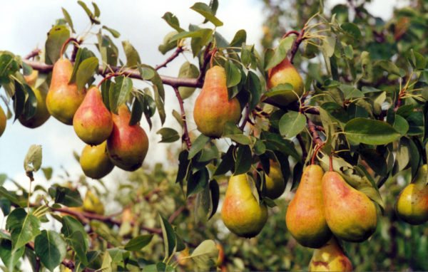 Pear variety Bumpy