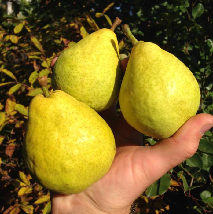 Muskvichka pear variety