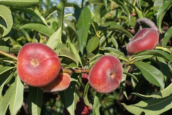 Fig peach variety