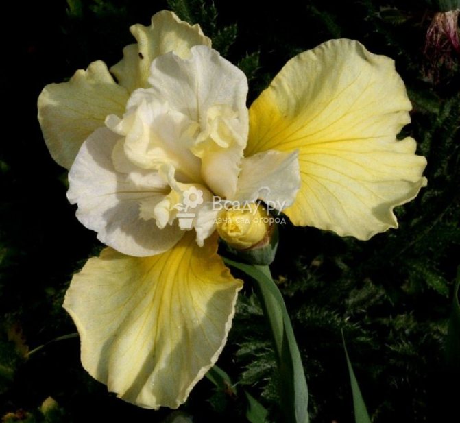 Iris variety Sumayaw at kumanta