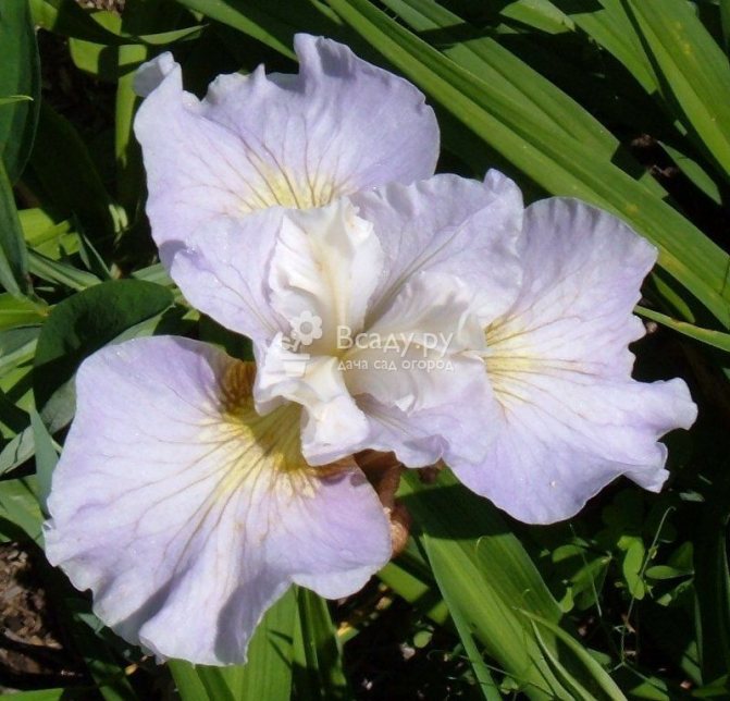Iris odrůda Dawn Waltz