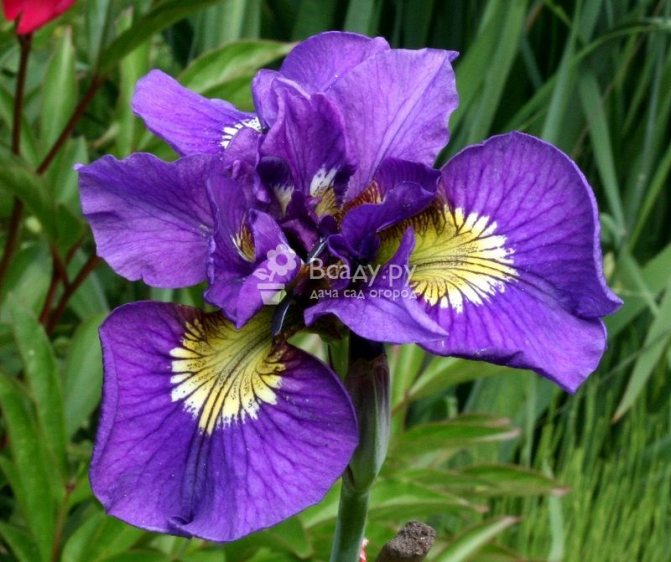 Odrůda Iris Dvojité standardy