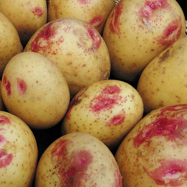 Potato variety Ivan da Marya: characteristics, description with photos, reviews