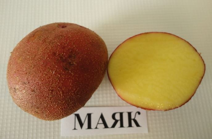 Potato variety "Mayak" is characterized by high plasticity in changing climatic conditions