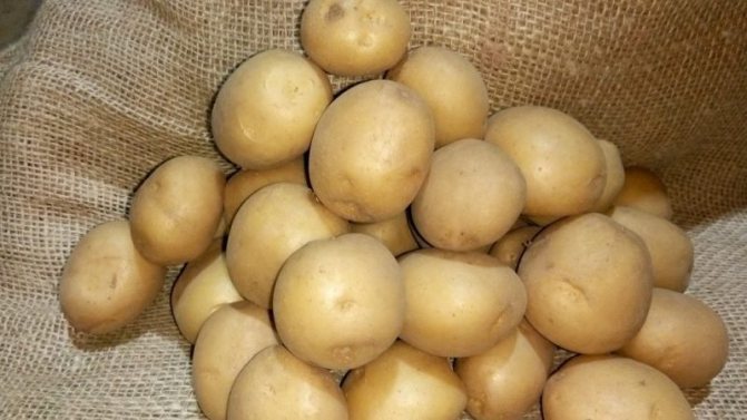 Riviera potatissort: växer i alla klimat