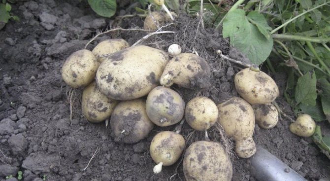 santé potato variety when to dig