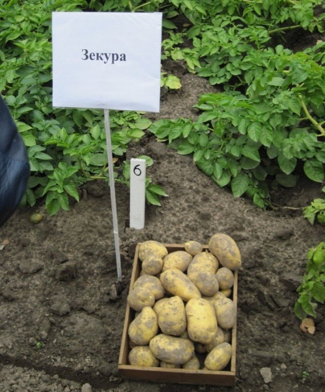 Pelbagai jenis kentang Zekura